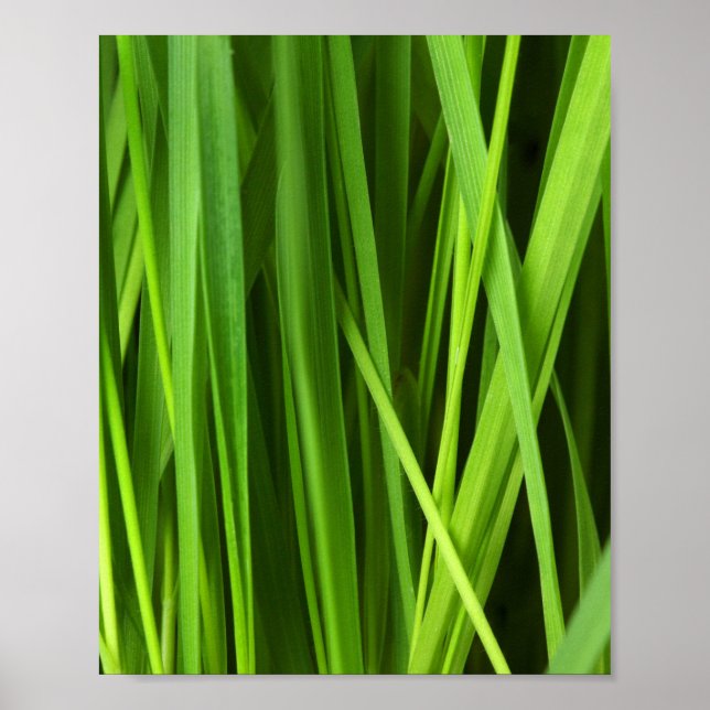 Poster Lâminas de gramíneas (Frente)