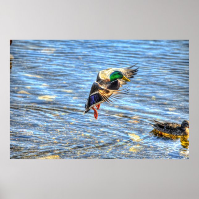Poster Landing Mallard Duck Drake II Wildlife Photo Impre (Frente)