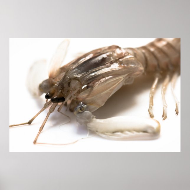 Póster Langoustine (Frente)