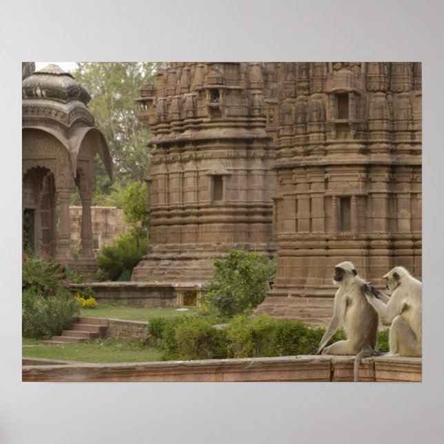 Poster Langures de Hanuman ou Langur cinzento, comum ou d (Frente)