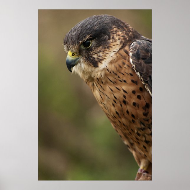 Poster Lanner Falcon 2 (Frente)
