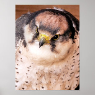 POSTER LANNER FALCON BIRD