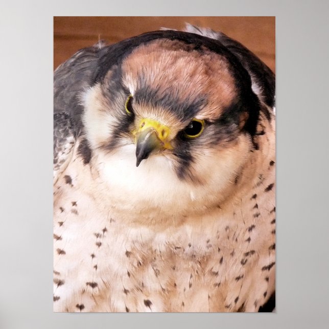 POSTER LANNER FALCON BIRD (Frente)