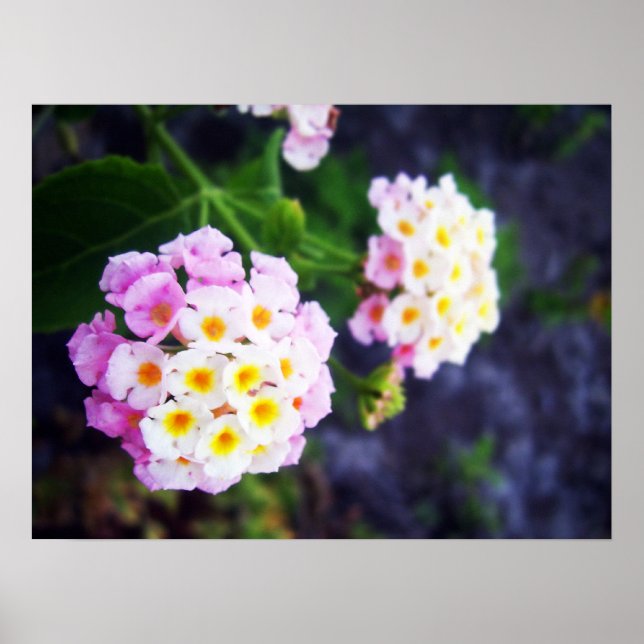 Póster Lantana (Frente)