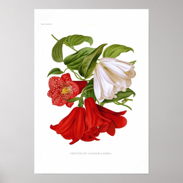 Póster Lapageria rosea.(Flor de ventre chileno) (Frente)
