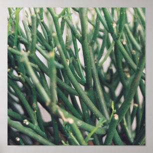 Póster Lápis Cactus - Personalizado