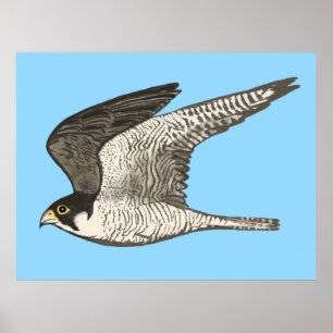 Poster Lápis com cor de falcão peregrino em azul