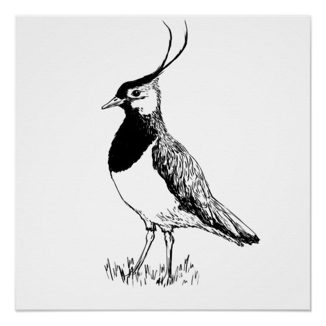 Póster Lapwing Monochrome Print (Frente)