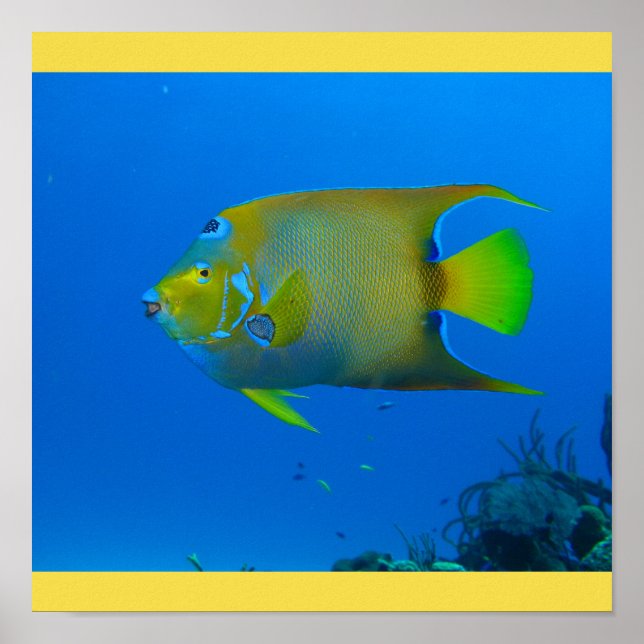 Póster Lar De Natação De Peixes Multas Personalizar O Des (Frente)