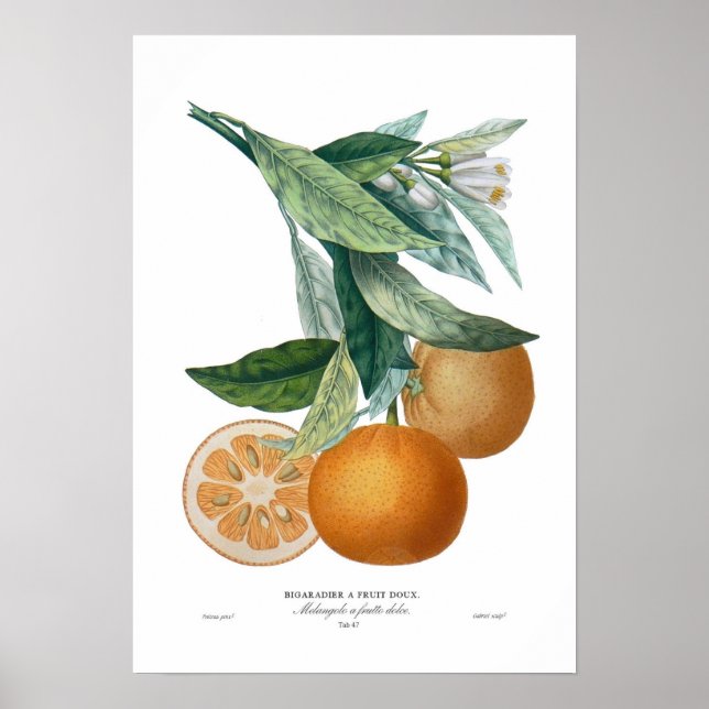 Póster Laranja (Frente)