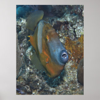 Poster Laranja