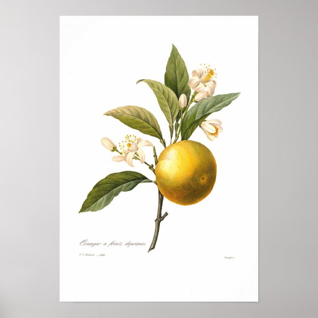 Póster Laranja (Frente)