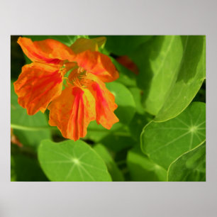 Poster laranja