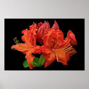 Poster Laranja Azalea