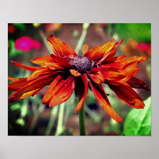 Poster Laranja Black Eyed Susan Flower Close (Fechar) (Frente)