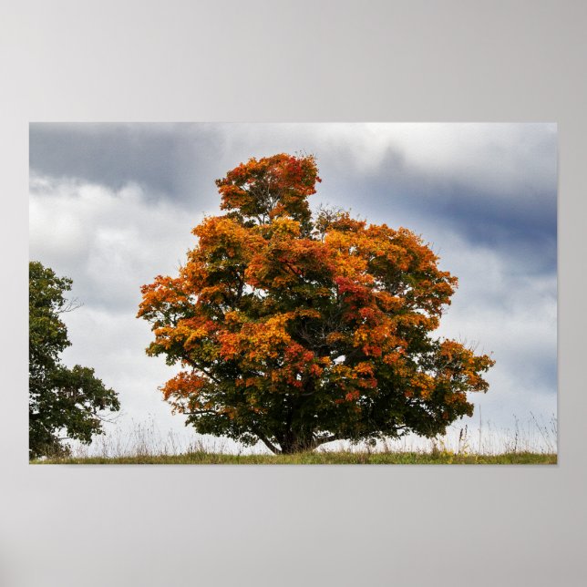Poster Laranja Bonito (Frente)