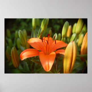 Póster laranja brilhante