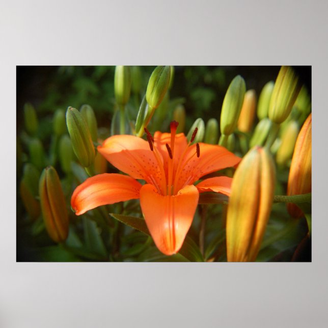 Póster laranja brilhante (Frente)