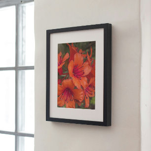 Póster Laranja Brilhante Rhododendron Blooms Floral