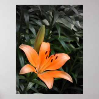 Póster Laranja Burst