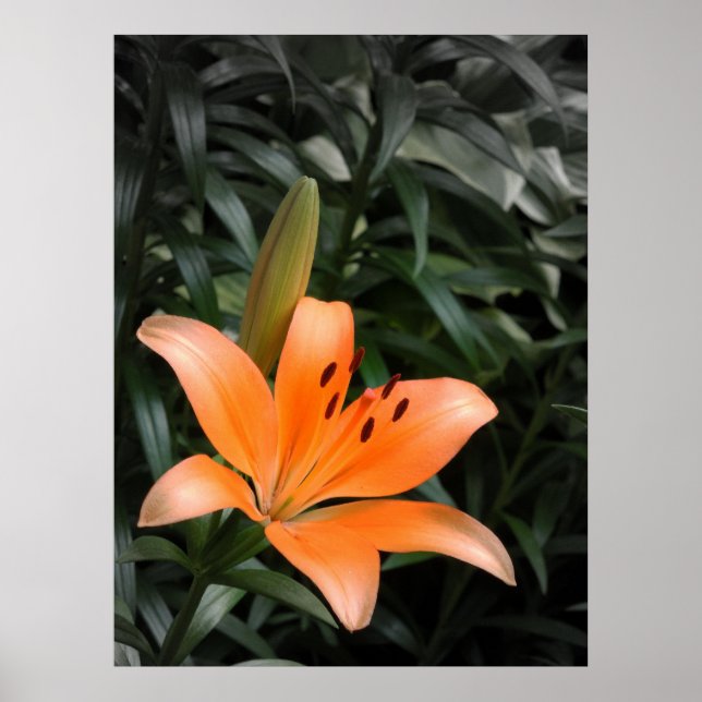 Póster Laranja Burst (Frente)