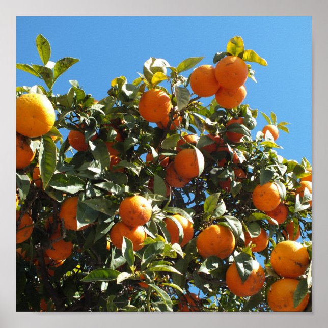 Poster laranja, cítrico, fruta, fresco, fatia, comida, ma (Frente)