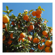 laranja, citrino, fruta, fresco, fatia, comida, ma