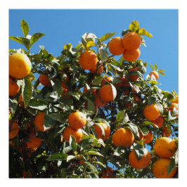 Póster laranja, citrino, fruta, fresco, fatia, comida, ma