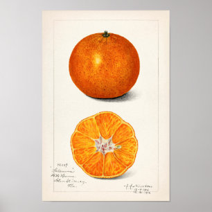 Poster Laranja (Citrus Sinensis) por Amanda Almira Newton