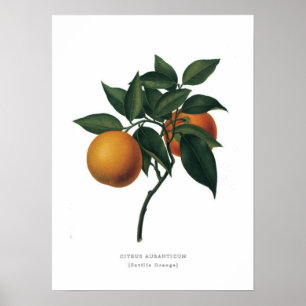 Póster Laranja de Sevilha
