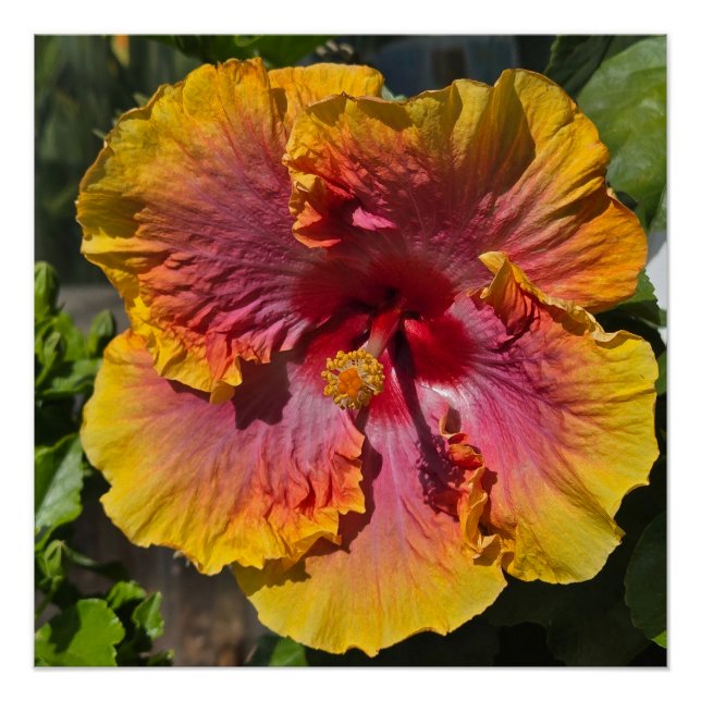 Póster Laranja e Rosa Hibiscus (Frente)