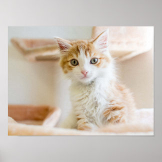 Póster Laranja e White Kitten