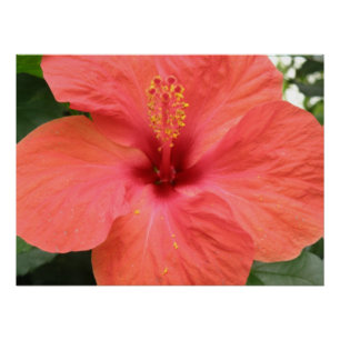Póster Laranja Hibiscus Flower Macro Poster