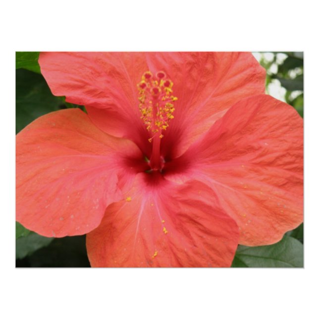 Póster Laranja Hibiscus Flower Macro Poster (Frente)