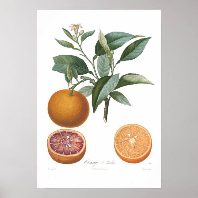 Póster Laranja,Laranja de Malte (Frente)