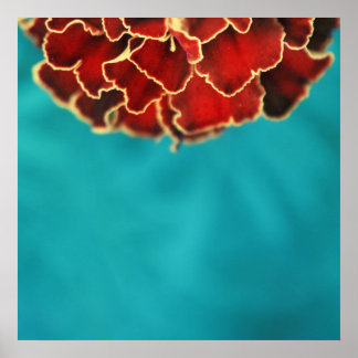 Poster Laranja Marigold Flor Petal Macro Abstrato