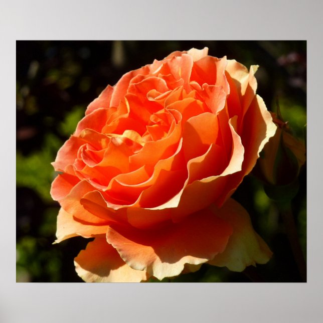 Póster Laranja Rosa II Belo Floral (Frente)