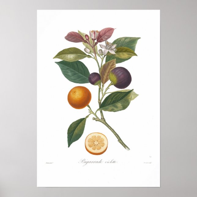Poster Laranja,Violeta Bigarrada (Frente)