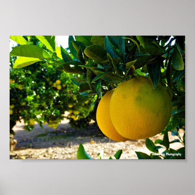 Poster Laranjas em Pomar de Laranjas de Valência (Frente)