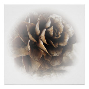 Póster Larch Cone Poster