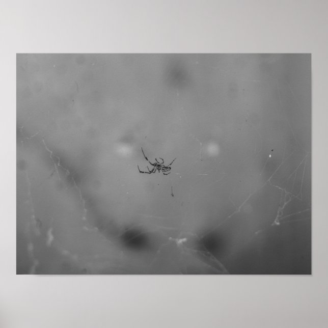 Poster Larinioides sclopetarius (Frente)