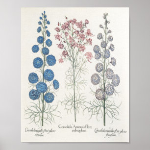 Poster Larkspur