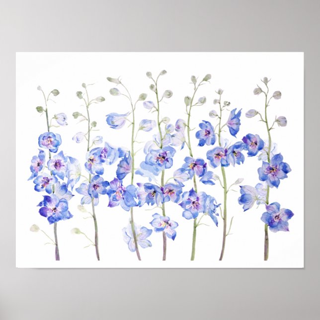 Poster larkspur delphinium field color (Frente)