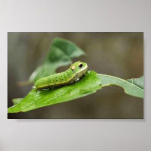Póster Larva da borboleta de Spicebush Swallowtail