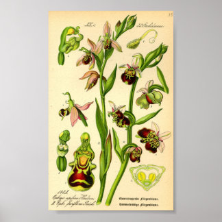 Póster Late Spider Orchid (Ophrys fuciflora)