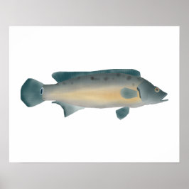 Poster Lateral Striped Pike Cichlid