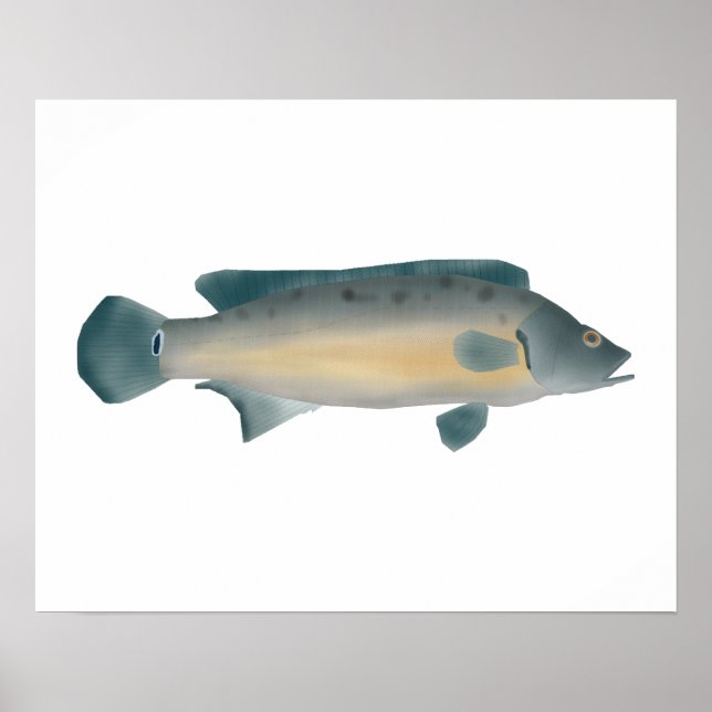 Poster Lateral Striped Pike Cichlid (Frente)