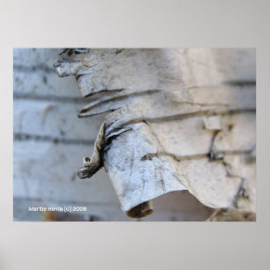 Póster Latido de aves