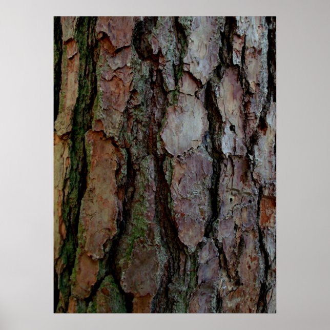 Póster Latido de um pinheiro da Geórgia (Frente)