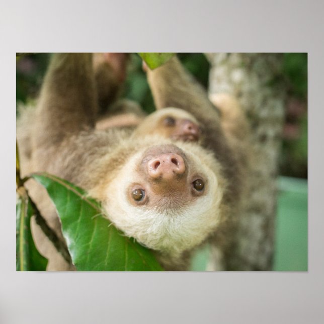 Poster Latte (Frente)